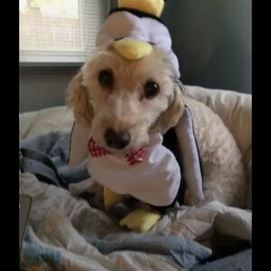 Meet your Posher, Beth (and Elmo)